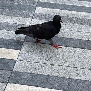 Meet your Posher, David